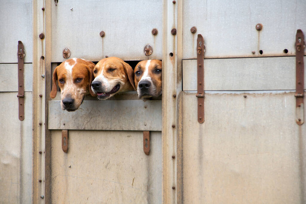 Tre cani da caccia che sbirciano da un camion da trasporto di passaggio
 - Foto, immagini