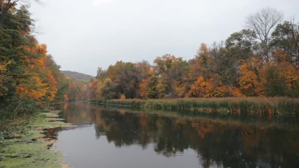 Vista media de un hermoso río pequeño y estrecho con cañas sobre un fondo de hojas amarillas en el otoño durante el día. Hermoso lago pantanoso en el campo. Acogedor estanque en el país para la relajación
. - Imágenes, Vídeo