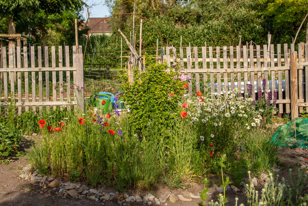 Die Blumen am Zaun einer Kleingartenanlage stehen in voller Blüte - Foto, Bild