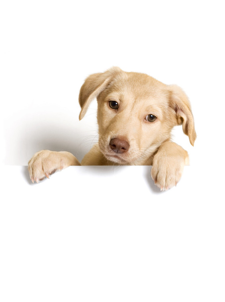 бежевый щенок, сидящий в коробке
 - Фото, изображение
