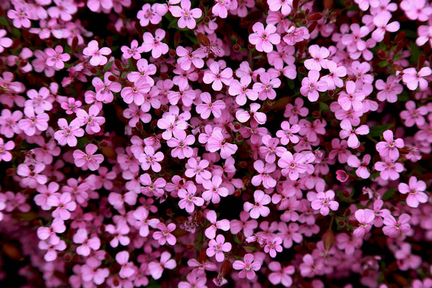 Tło dywan różowy wiosna zielony Aubrieta ziemia pokrywa kwiaty. Alpejskie wzgórze. Kartka z gratulacjami 8 marca, Walentynki. Miejsce na napisy - Zdjęcie, obraz