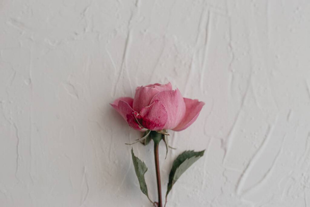 The fresh pink rose isolated on a white background - Fotografie, Obrázek