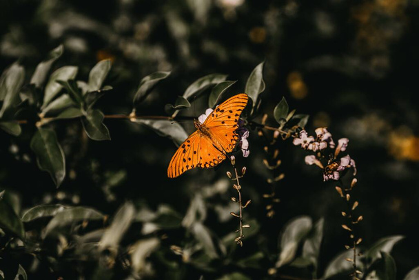 Un primer plano de una mariposa naranja sobre una flor - Foto, imagen
