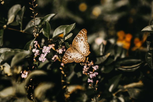 A selective focus shot of a beautiful brown butterfly sitting on a branch with small purple flowers - Foto, Imagen