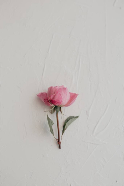 The fresh pink rose isolated on a white background - Фото, зображення