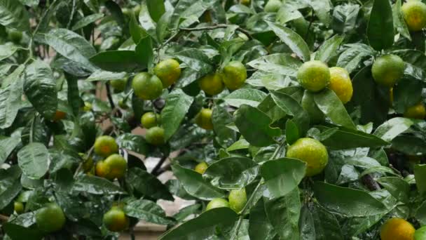 Jardim de árvore de tangerina. Ramos com frutos de tangerina amarelos, verdes e laranja. Gotas de chuva na folhagem
. - Filmagem, Vídeo