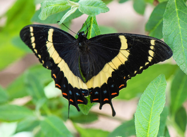 красивая бабочка на природе
.  - Фото, изображение