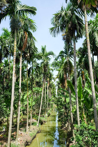 Betel Nuts plantation in thailand - Zdjęcie, obraz