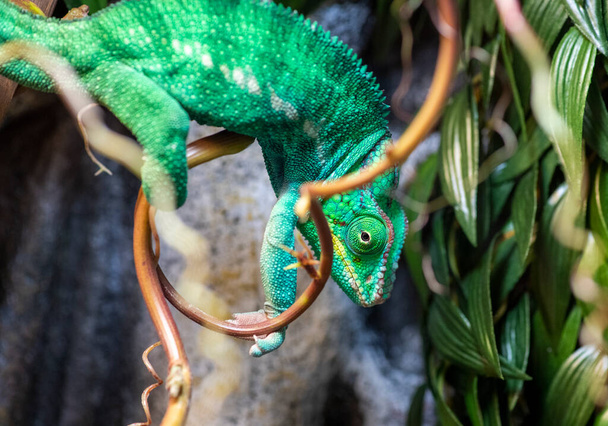camaleonte multicolore con occhi sporgenti guarda in direzioni diverse
 - Foto, immagini