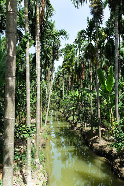 Betel Nuts plantation in thailand - Zdjęcie, obraz
