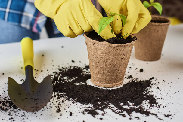 Woman hands in yellow gloves transplating plant. Plant care concept - Photo, Image