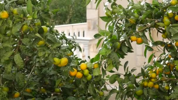 Mandarinenbaumgarten. Zweige mit gelben, grünen und orangen Mandarinenfrüchten. Regentropfen auf dem Laub. - Filmmaterial, Video
