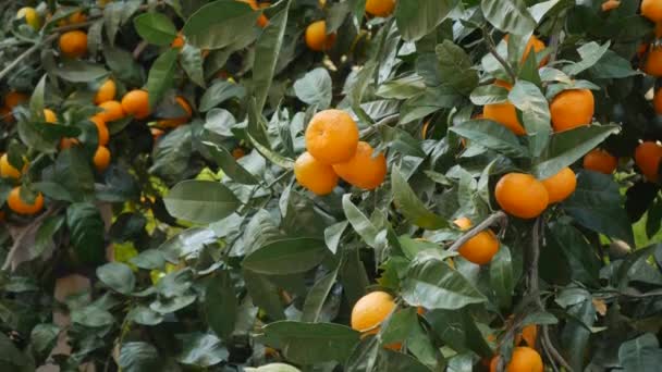 Сад с мандаринами. Ветви с желтыми и оранжевыми фруктами мандарина
. - Кадры, видео