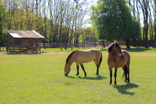 Couple horses graze on the field - Foto, afbeelding