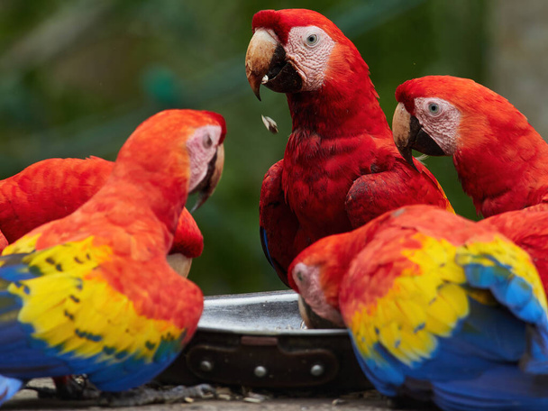 etetés Scarlet Macaw (Ara makaó) - Fotó, kép