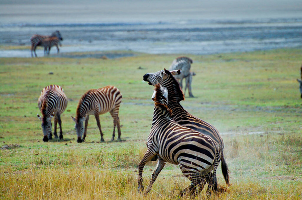 Combat de zèbres - Cratère de Ngorongoro - Tanzanie
 - Photo, image