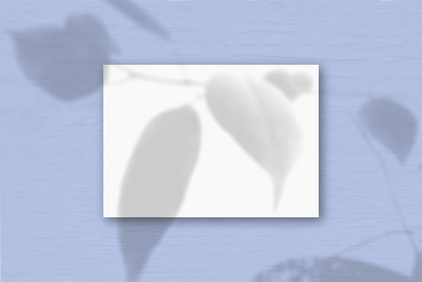 Un foglio A4 orizzontale di carta strutturata bianca sullo sfondo della parete blu. Il Mockup si sovrappone alle ombre delle piante. La luce naturale getta ombre da una pianta esotica. Posa piatta, vista dall'alto. Orizzonte - Foto, immagini