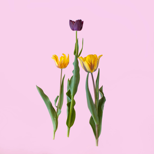 Tulip on pink background.  - Photo, image
