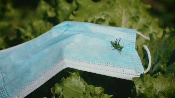 Malé zelené kobylky nebo kobylky sedí na lékařské ochranné masce vyřazené v agronomickém poli salátu po ukončení epidemie koronaviru - Záběry, video