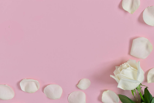 White rose with leprosy on a pink background. - Zdjęcie, obraz