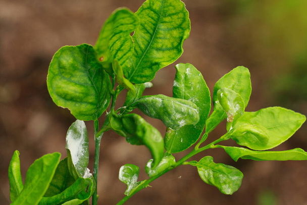 damage marked of Citrus Mealybug insect pest on lime leaf - Foto, Imagem