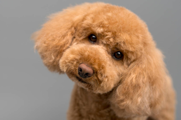 A toy poodle puppy stares innocently at the camera - Photo, Image