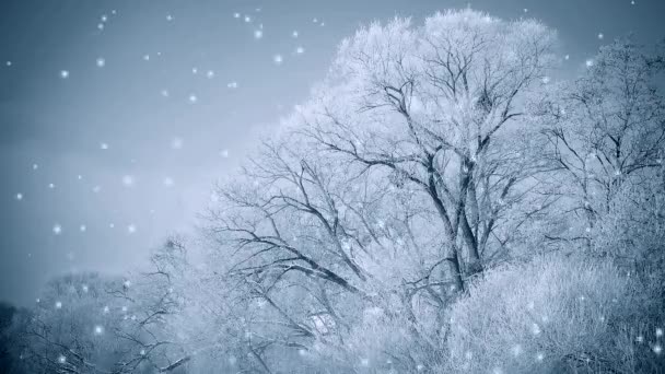 Krásné velké stromy ve sněhu proti modré obloze, filtr. - Záběry, video