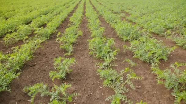 Tarım tarlasında filizlenmiş yeşil nohut fideleri - Video, Çekim