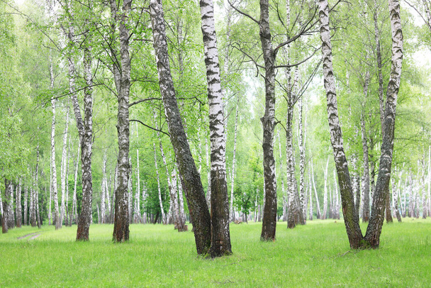 Όμορφη σημύδα με λευκό φλοιό σημύδας σε δάσος σημύδας με πράσινα φύλλα σημύδας το καλοκαίρι - Φωτογραφία, εικόνα