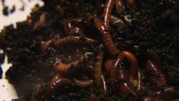 Κόκκινες γαιοσκώληκες για δόλωμα. Τα σκουλήκια ζουν σε μαύρο χώμα - Πλάνα, βίντεο