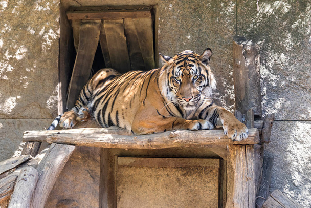 Panthera tigris sumatrae - суматранский тигр в своей среде обитания в парке. Тигр отдыхает и наблюдает за своими хищниками
. - Фото, изображение