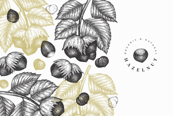 Hand drawn sketch hazelnut design template. Organic food vector illustration on white background. Retro nut illustration. Engraved style botanical background. - Vecteur, image
