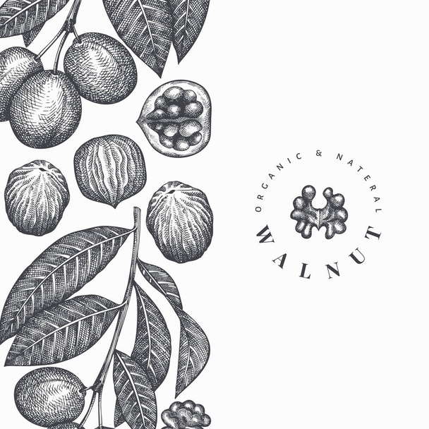 Hand drawn sketch walnut design template. Organic food vector illustration. Vintage nut illustration. Engraved style botanical background. - Vektor, kép