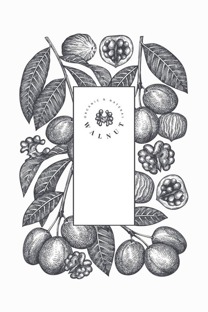 Hand drawn sketch walnut design template. Organic food vector illustration. Vintage nut illustration. Engraved style botanical background. - Vetor, Imagem