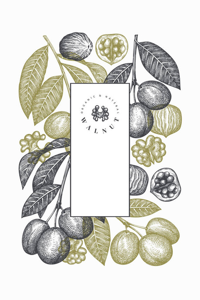 Hand drawn sketch walnut design template. Organic food vector illustration. Vintage nut illustration. Engraved style botanical background. - Вектор, зображення