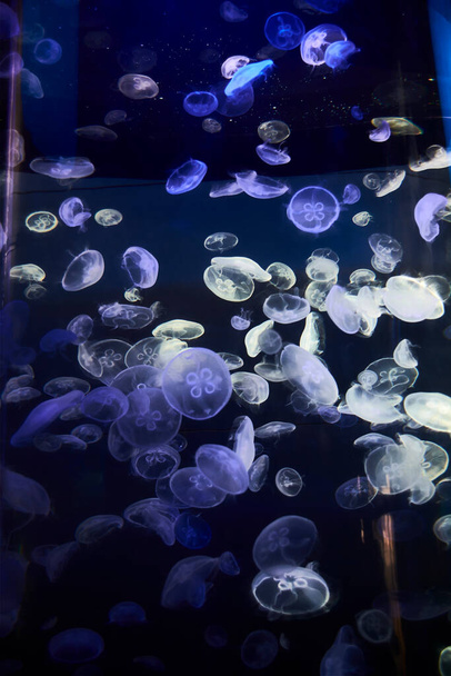 Jellyfish set, in the ocean, blue color, fluorescent - Photo, Image
