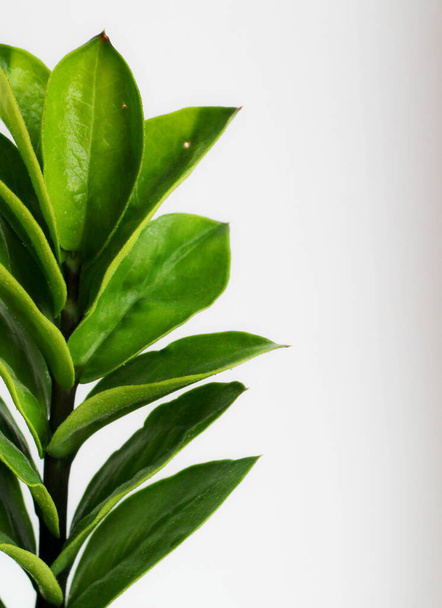 green leaves of a plant on a stalk on a white background. - Zdjęcie, obraz