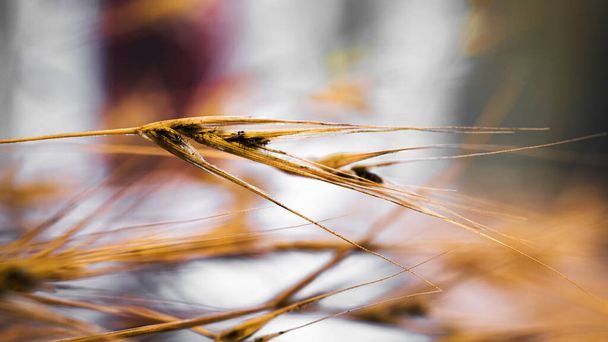 小麦の芽が閉まります。シリアル・ファミリーの穀物だ。健康食品 - 写真・画像