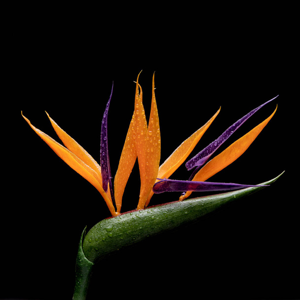 Strelitzia kukka musta tausta - Valokuva, kuva