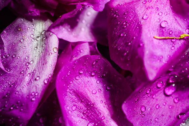 Μοβ ροδοπέταλα από κοντά. ροζ πέταλα παιώνιας σε μαύρο φόντο σε σταγόνες νερού. δροσιά στα λουλούδια. - Φωτογραφία, εικόνα