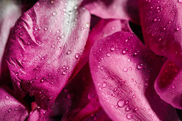 pétales de rose pourpre en gros plan. pétales roses de pivoines sur fond noir en gouttes d'eau. rosée sur les fleurs
. - Photo, image