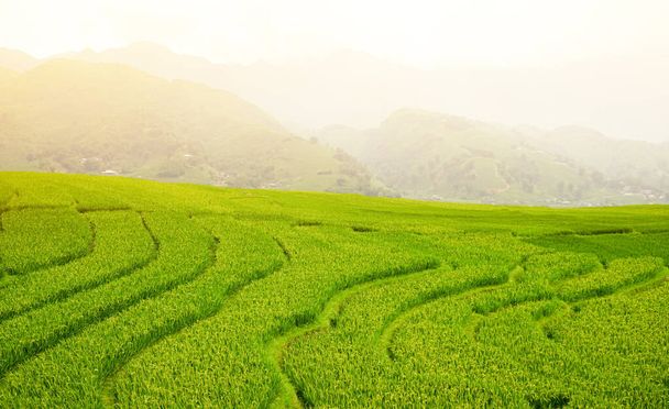 Campo de arroz em terraço verde na névoa da manhã.Bela luz solar sobre os campos de arrozais no fundo da montanha
. - Foto, Imagem