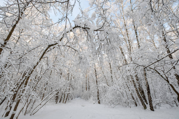 landscape in the forest after snowfall - Φωτογραφία, εικόνα