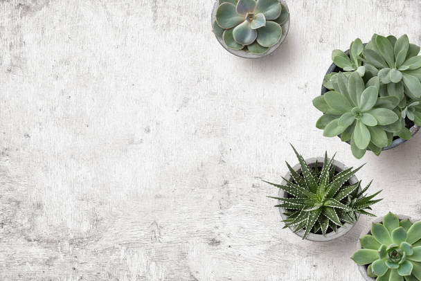 minimalist background with various succulents on a painted white wooden desk, top view, copyspace - 写真・画像