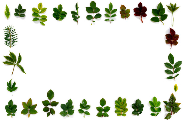 Pattern of various green leaves on  white isolated background. Flat lay, top view, copy space concept. - 写真・画像