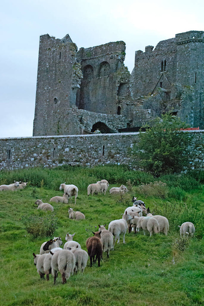 Sheeps with the Rock of Cashel a háttérben, Közel Cashel Írországban - Fotó, kép
