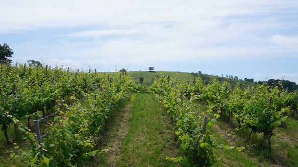 txakoli wijngaarden in Getaria in Baskenland, Spanje - Foto, afbeelding