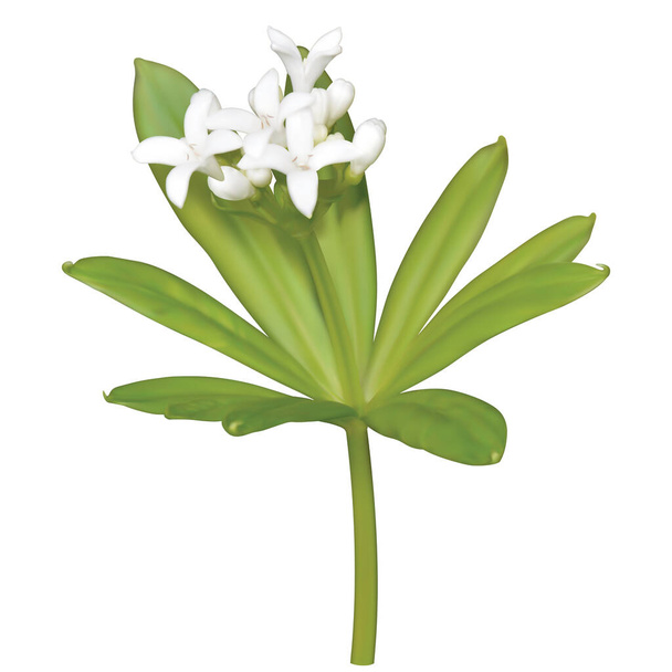 Weißer Blütenstand von Butterbur (duftendes Bettstroh) mit Blättern, Netz, Illustration - Foto, Bild