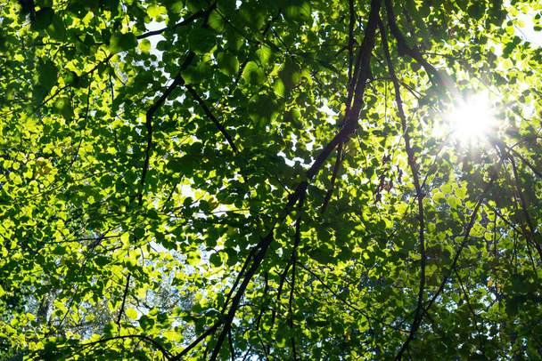 Bright sunlight through trees with green leaves at summertime. Look up view on tops of trees and sunbeam through it. - Photo, Image