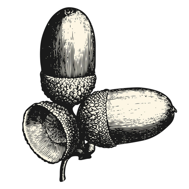 винтажные / ретро векторные элементы дизайна: детальный рисунок семян желудей / фруктов, изолированный, заполнение / фон как отдельный объект / путь - Вектор,изображение